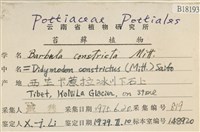 尖葉扭口蘚藏品圖，第2張