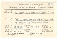 斜蒴蘚, 黃斜蒴蘚藏品圖，第2張