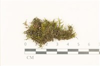 登錄號:B00018206藏品圖，第1張