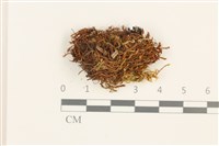登錄號:B00018332藏品圖，第1張