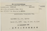 臺灣逆毛蘚藏品圖，第2張