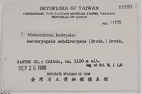 大灰氣蘚藏品圖，第2張