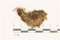 毛擬叉苔藏品圖，第1張