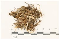 毛擬叉苔藏品圖，第1張