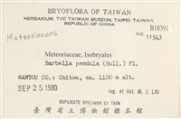 多疣懸蘚藏品圖，第2張