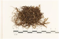 厚角鞭苔藏品圖，第1張