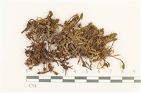 登錄號:B00018403藏品圖，第1張