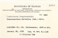 齒邊廣萼苔藏品圖，第2張