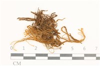 齒邊廣萼苔藏品圖，第1張