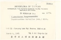 齒邊廣萼苔藏品圖，第2張