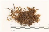齒邊廣萼苔藏品圖，第1張