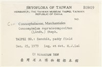 小蛇苔藏品圖，第2張