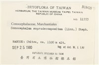 小蛇苔藏品圖，第2張
