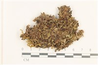 小蛇苔藏品圖，第1張