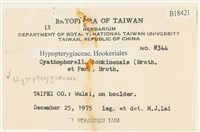 粗齒雉尾蘚藏品圖，第2張