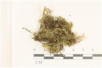 館號:B00018422藏品圖，第1張