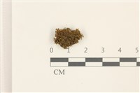 淡色塔葉苔藏品圖，第1張