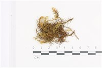 登錄號:B00018633藏品圖，第1張