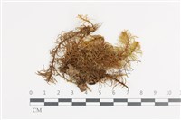 登錄號:B00018638藏品圖，第1張