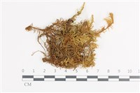 登錄號:B00018642藏品圖，第1張