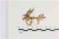 登錄號:B00018646藏品圖，第1張