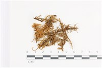 登錄號:B00018648藏品圖，第1張