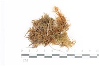 登錄號:B00018650藏品圖，第1張