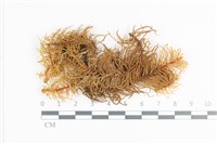 登錄號:B00018652藏品圖，第1張