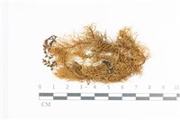 登錄號:B00018655藏品圖，第1張