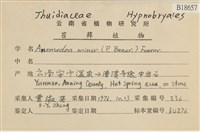 小牛舌蘚藏品圖，第2張