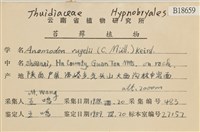 皺葉牛舌蘚藏品圖，第2張