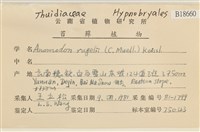 皺葉牛舌蘚藏品圖，第2張