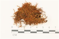 皺葉牛舌蘚藏品圖，第1張