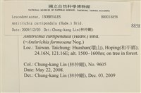 臺灣逆毛蘚藏品圖，第2張