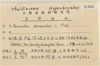 偏葉白齒蘚藏品圖，第2張