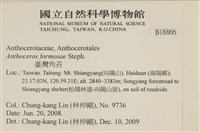 臺灣角苔藏品圖，第2張