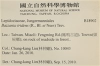 鞭苔,三裂鞭苔藏品圖，第2張