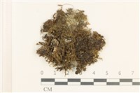 登錄號:B00018910藏品圖，第1張