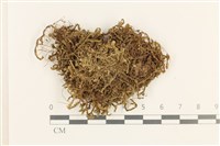 登錄號:B00018968藏品圖，第1張