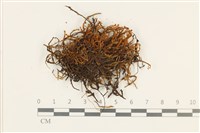 登錄號:B00018995藏品圖，第1張