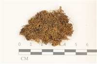 登錄號:B00019153藏品圖，第1張