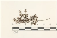 登錄號:B00019405藏品圖，第1張