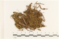 登錄號:B00019418藏品圖，第1張