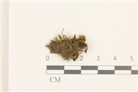 登錄號:B00019484藏品圖，第1張