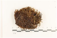 登錄號:B00019515藏品圖，第1張