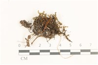 登錄號:B00019518藏品圖，第1張