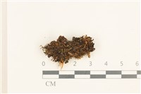 登錄號:B00019519藏品圖，第1張