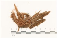 登錄號:B00019531藏品圖，第1張