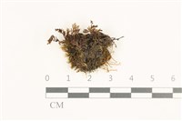 登錄號:B00019602藏品圖，第1張