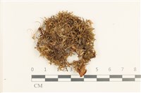 登錄號:B00019630藏品圖，第1張